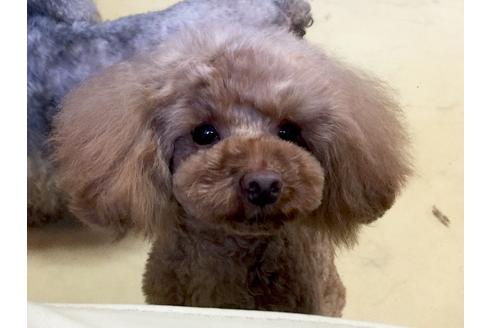 販売中のティーカッププードルの親犬