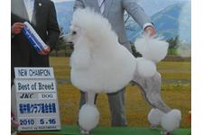 平井(青木)優子ブリーダー