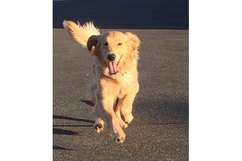 販売中のゴールデンレトリーバーの親犬