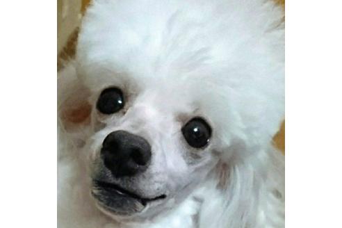 販売中のタイニープードルの親犬