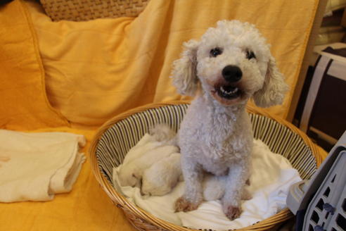 販売中のビションフリーゼの親犬