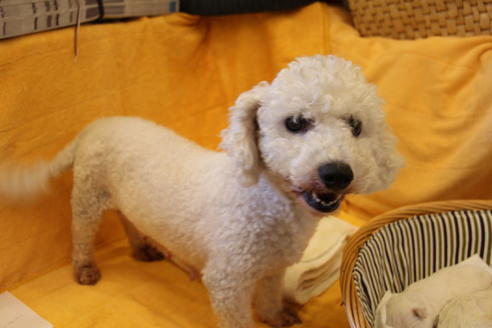 販売中のビションフリーゼの親犬