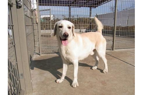 販売中のラブラドールレトリーバーの親犬