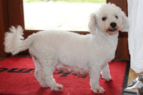 販売中のビションフリーゼの親犬