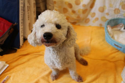 販売中のビションフリーゼの親犬