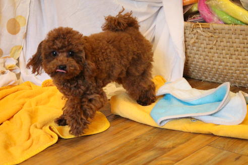 販売中のトイプードルの親犬