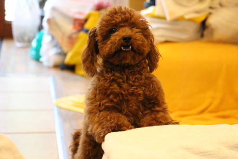 販売中のトイプードルの親犬