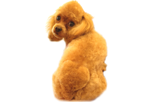 販売中のトイプードルの親犬