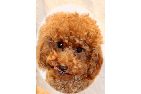 販売中のトイプードルの親犬