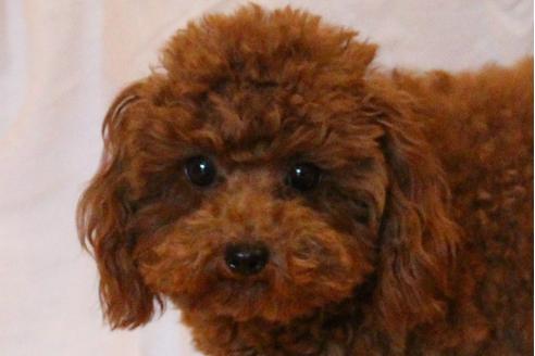 販売中のトイプードルの親犬