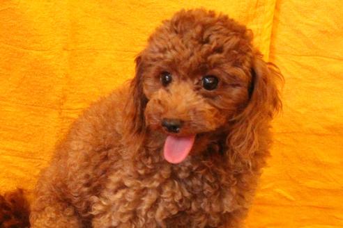 販売中のトイプードルの親犬