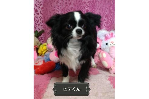 販売中のチワワ(ロングコート)の親犬