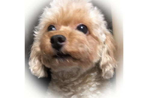 販売中のトイプードルの親犬