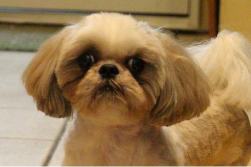 販売中のシーズーの親犬