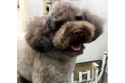 販売中のトイプードルの親犬