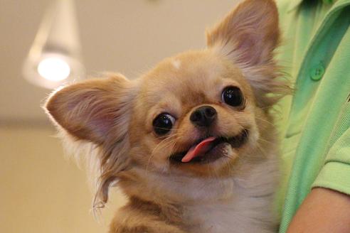 販売中のチワワ(ロングコート)の親犬