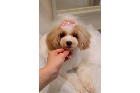 販売中のマルプー:マルチーズ×トイプードルの親犬