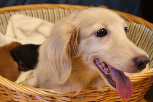 販売中のカニンヘンダックスフンド(ロングヘアード)の親犬