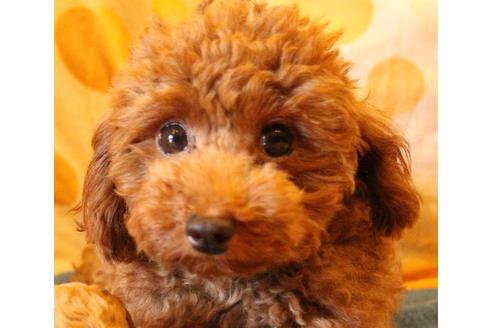 販売中のトイプードルの親犬