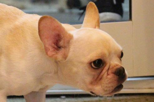 販売中のフレンチブルドッグの親犬