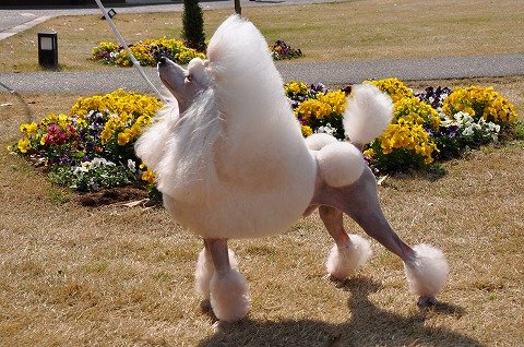 上原ブリーダー