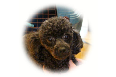 販売中のトイプードルの親犬