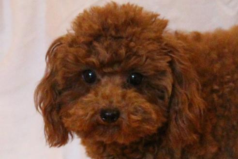 販売中のトイプードルの親犬