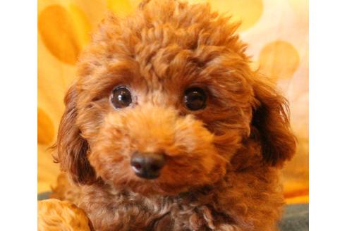 販売中のトイプードルの親犬