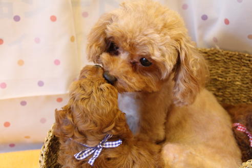 販売中のトイプードルの親犬