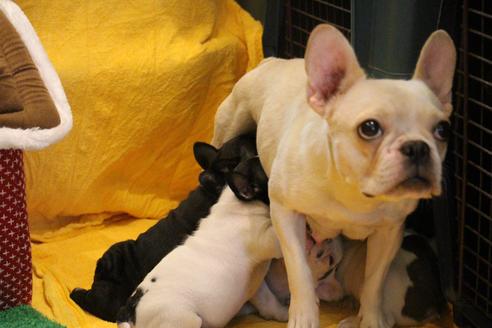 販売中のフレンチブルドッグの親犬