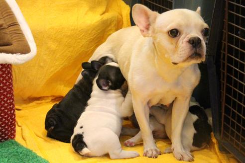 販売中のフレンチブルドッグの親犬