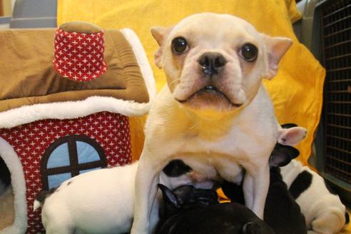 販売中のフレンチブルドッグの親犬