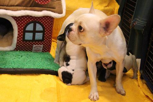 販売中のフレンチブルドッグの親犬