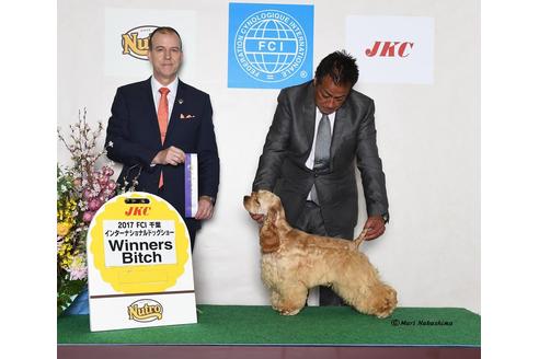 販売中のアメリカンコッカースパニエルの親犬