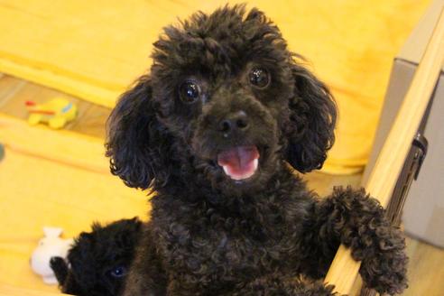 販売中のトイプードルの親犬