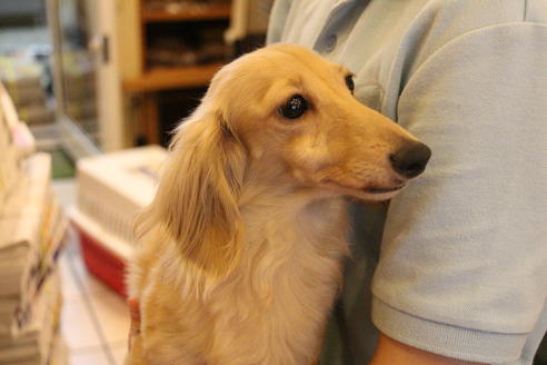 販売中のカニンヘンダックスフンド(ロングヘアード)の親犬