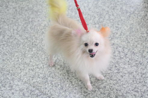 販売中のポメラニアンの親犬