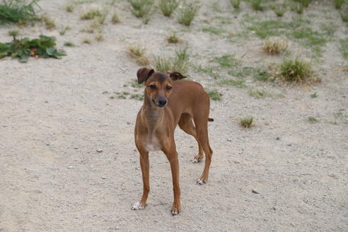 販売中のイタリアングレーハウンド(イタグレ)の親犬