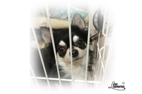 販売中のチワワ(ロングコート)の親犬