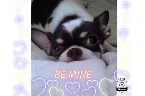 販売中のチワワ(ロングコート)の親犬
