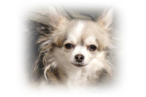 販売中のチワワの親犬