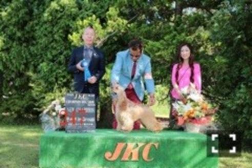 販売中のアメリカンコッカースパニエルの親犬