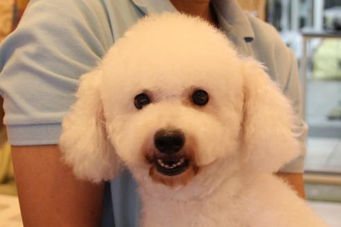 販売中のビションフリーゼの親犬