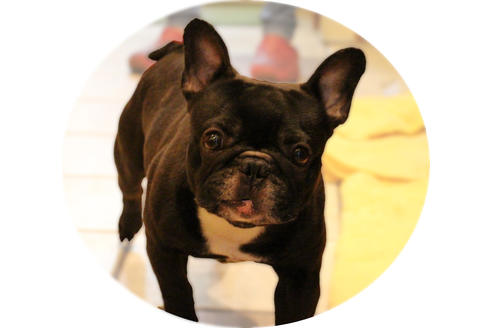 販売中のフレンチブルドッグの親犬