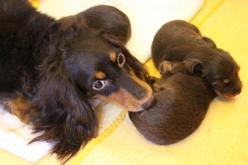 販売中のカニンヘンダックスフンド(ロングヘアード)の親犬