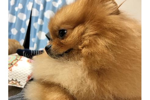 販売中のポメラニアンの親犬