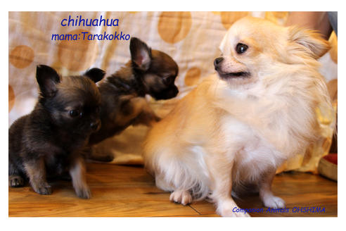 販売中のチワワ(ロングコート)の親犬