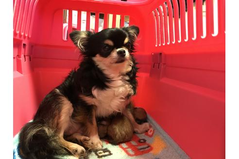 販売中のチワワ(ロングコート)の親犬
