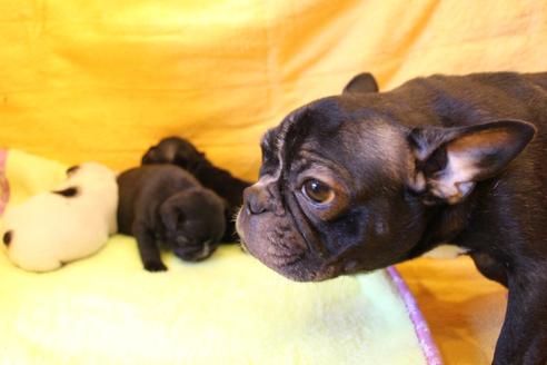 販売中のフレンチブルドッグの親犬