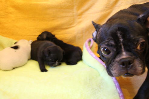 販売中のフレンチブルドッグの親犬